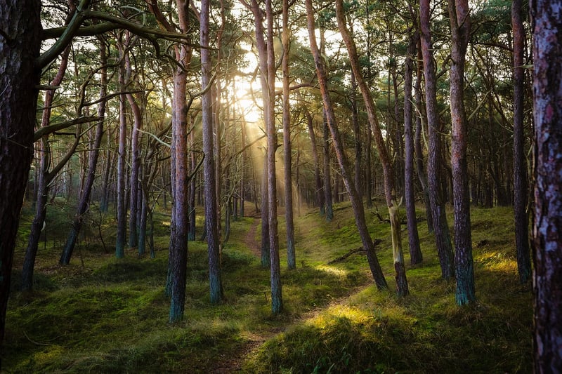 Misty Forest